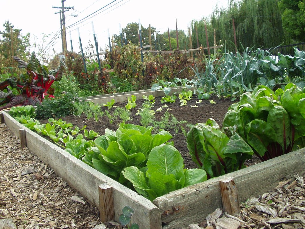 Raised beds of leafy greens at a community market garden